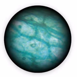 Buki Microscope Vidéo 3 en 1 - Vue supplémentaire 4