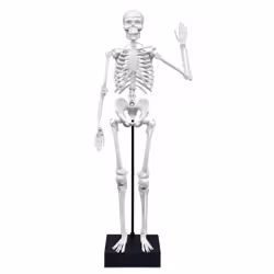 Buki Squelette 45 cm