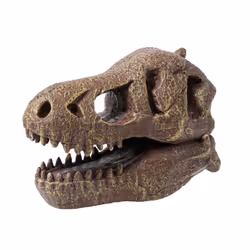 Buki Museum Skull T-rex