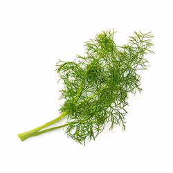 Véritable 3760262510804 kit de croissance et recharge Fenouil Remplir