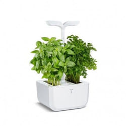 Véritable 3760262510873 jardin Blanc