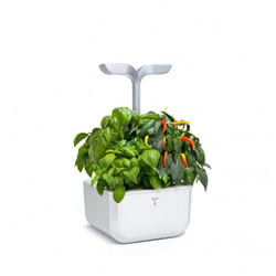 Véritable SMART EXKY jardin Blanc
