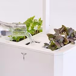 Véritable SMART EXKY jardin Blanc