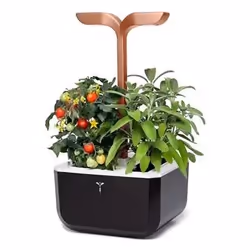 Véritable Exky SMART Garden jardin Noir