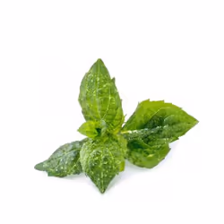 Véritable 3760262511085 kit de croissance et recharge Menthe Remplir