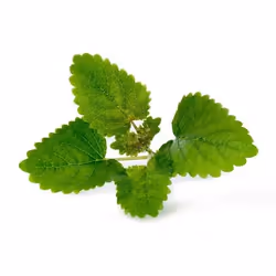 Véritable 3760262511092 kit de croissance et recharge Baume au citron Remplir