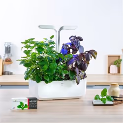 Véritable 3760262511092 kit de croissance et recharge Baume au citron Remplir