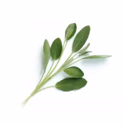Véritable 3760262511108 kit de croissance et recharge Sage Remplir