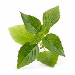 Véritable 3760262511122 kit de croissance et recharge Basilic thaï Remplir