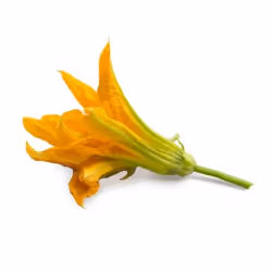Véritable 3760262511177 kit de croissance et recharge Zucchini flower Remplir