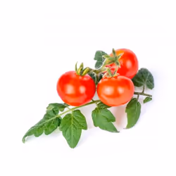 Véritable 3760262511184 kit de croissance et recharge Mini tomate rouge Remplir