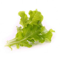 Véritable NBBX23XXXXVB semence de légume Laitue