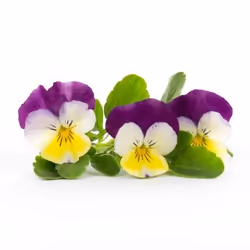 Véritable 3760262511221, Plantes comestibles, Yellow Pansy, Remplir