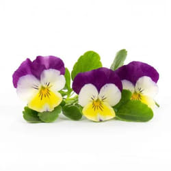 Véritable 3760262511221 kit de croissance et recharge Yellow Pansy Remplir