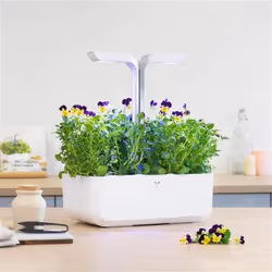 Véritable 3760262511221 kit de croissance et recharge Yellow Pansy Remplir