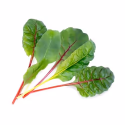 Véritable 3760262511283 kit de croissance et recharge Swiss chard Remplir