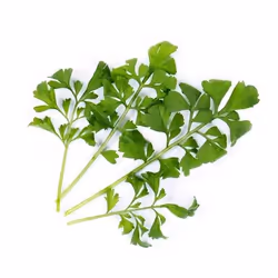 Véritable 3760262511313, Plantes comestibles, Cresson de jardin, Cress, Remplir