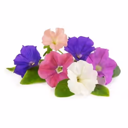 Véritable 3760262511412 kit de croissance et recharge Petunia Remplir