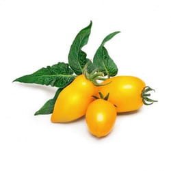 Véritable NBBX31XXXXVB semence de légume Tomate