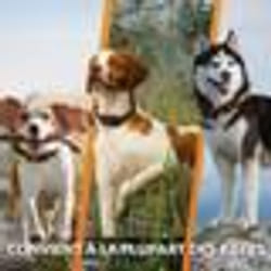 Collier GPS pour chien - WEENECT Chien XT - Antenne XL - Etanche - Collier Julius-K9 - Fonctionne avec abonnement - Noir