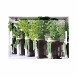 Kesper 77334, Plateau de service classique, Rectangle, Multicolore, 500 mm, 350 mm, 45 mm