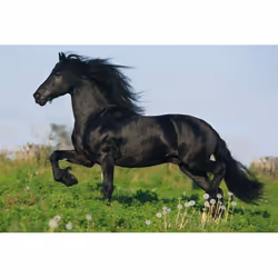 Schmidt Spiele 55588 puzzle Jeu de puzzle 48 pièce(s) Faune