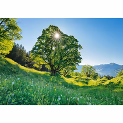 Schmidt Spiele Érable sycomore au soleil – Saint-Gall, Suisse, 1000 pcs, Garçon/Fille, 373 mm, 373 mm, 57 mm