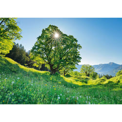 Schmidt Spiele Érable sycomore au soleil – Saint-Gall, Suisse, 1000 pcs