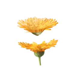 Weleda Lait corporel au Calendula 200 ml