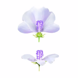 Weleda Crème protectrice Visage à la Mauve blanche 50 ml - Vue supplémentaire 4