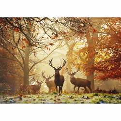Heye Puzzle Stags Jeu de puzzle 1000 pièce(s) Animaux