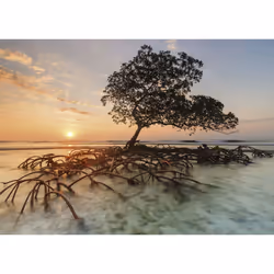 Heye Puzzle Red Mangrove Jeu de puzzle 1000 pièce(s) Paysage