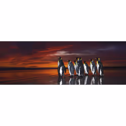 Heye Puzzle King Penguins Jeu de puzzle 1000 pièce(s) Animaux