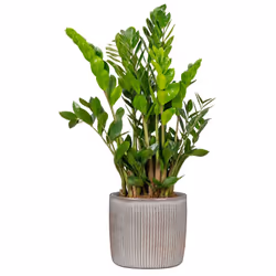 Scheurich 909 Intérieure Kit de plantation en pot Autonome Vitrocéramique Beige