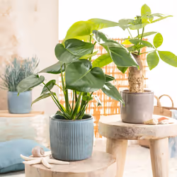 Scheurich 909 Intérieure Kit de plantation en pot Autonome Vitrocéramique Bleu