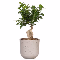Scheurich 68217 pot à fleurs Intérieure Kit de plantation en pot Autonome Vitrocéramique Gris