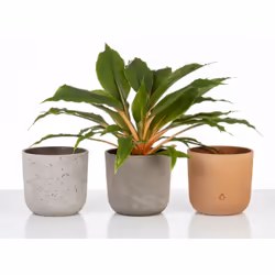 Scheurich 68217 pot à fleurs Intérieure Kit de plantation en pot Autonome Vitrocéramique Gris