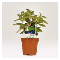 Avery T3005-10 accessoire de plantation Étiquette de plante