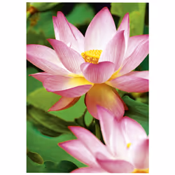 Avery c2553-40 papier photos Blanc Hautement brillant