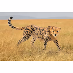 schleich WILD LIFE Guépard Femelle - Vue supplémentaire 2