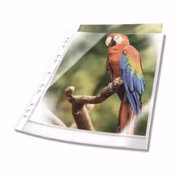 Durable 265502, A4, Transparent, Blanc, Polypropylène (PP), 230 mm, 0,08 mm, 305 mm