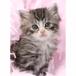 Ravensburger Puzzle 500 p - Douceur de chaton