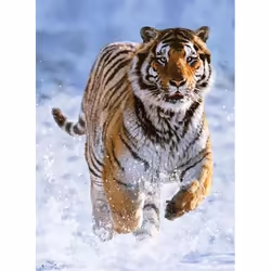 Ravensburger Puzzle 500 p - Tigre dans la neige