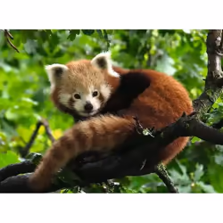 Ravensburger Puzzle 500 p - Adorable Panda roux