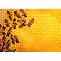 Ravensburger 12000614, 1000 pièce(s), Animaux, 14 an(s)