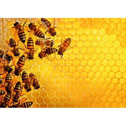 Ravensburger 12000614 puzzle Puzzle de couleurs 1000 pièce(s) Animaux
