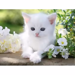 Ravensburger Puzzle 1500 p - Chaton blanc, 1500 pièce(s), 14 an(s)