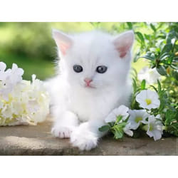 Ravensburger Puzzle 1500 p - Chaton blanc
