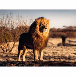 Ravensburger Puzzle 1500 p - Le lion, le roi des animaux