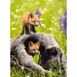 Ravensburger 12000871 puzzle Puzzle de couleurs 300 pièce(s) Animaux - Vue supplémentaire 2